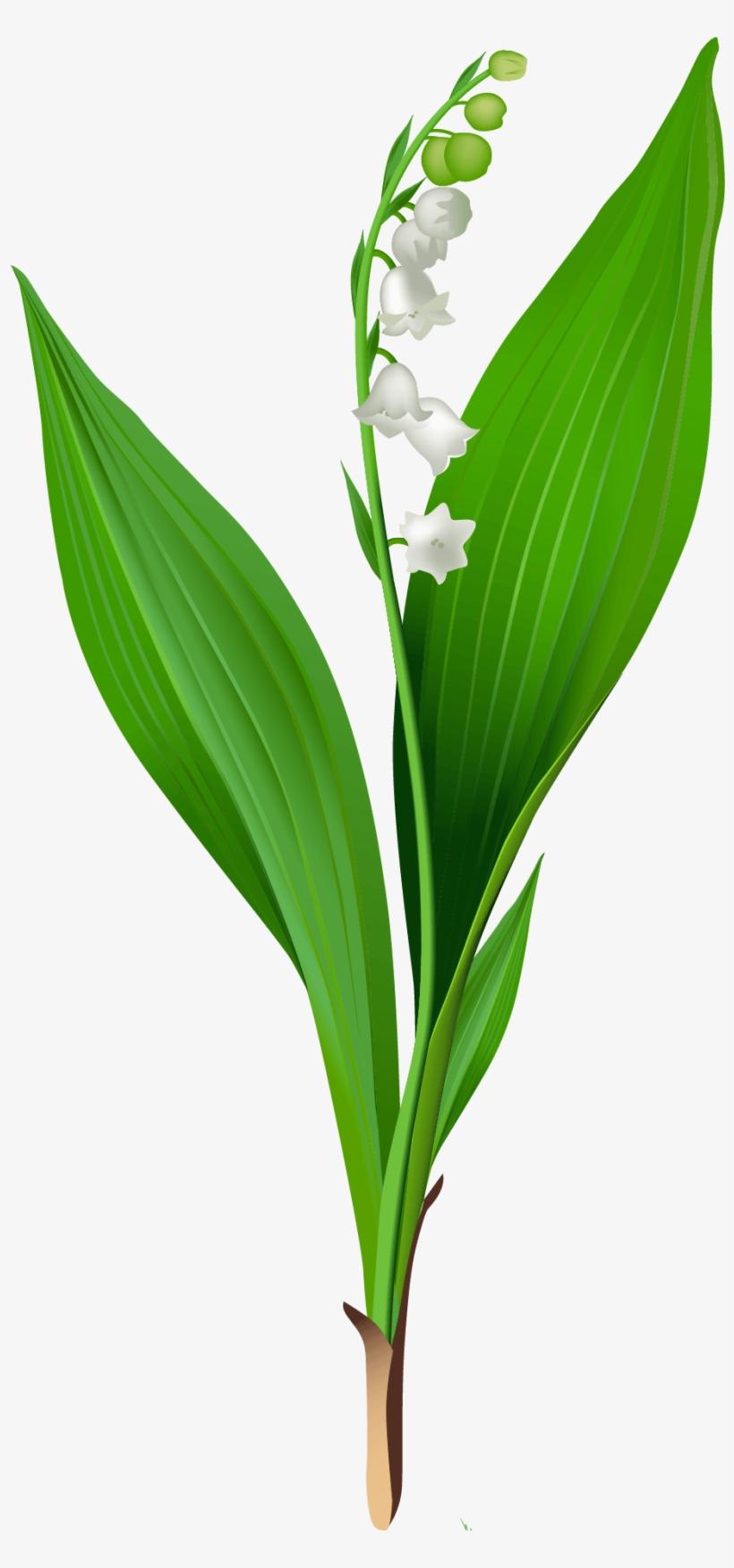 Gallery - Recent Updates - Lily Of The Valley Clipart, transparent png