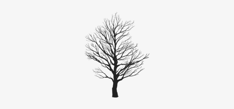 Tree Vector Clipart, Tree Vector Clipart, Tree Clipart, - Enjoy Life Smile Quotes, transparent png