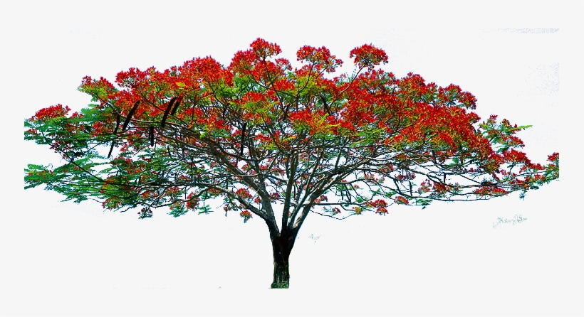 Flower Tree Image Hd, transparent png