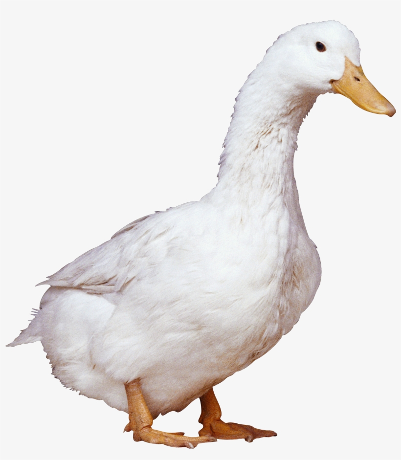 Duck Png, transparent png