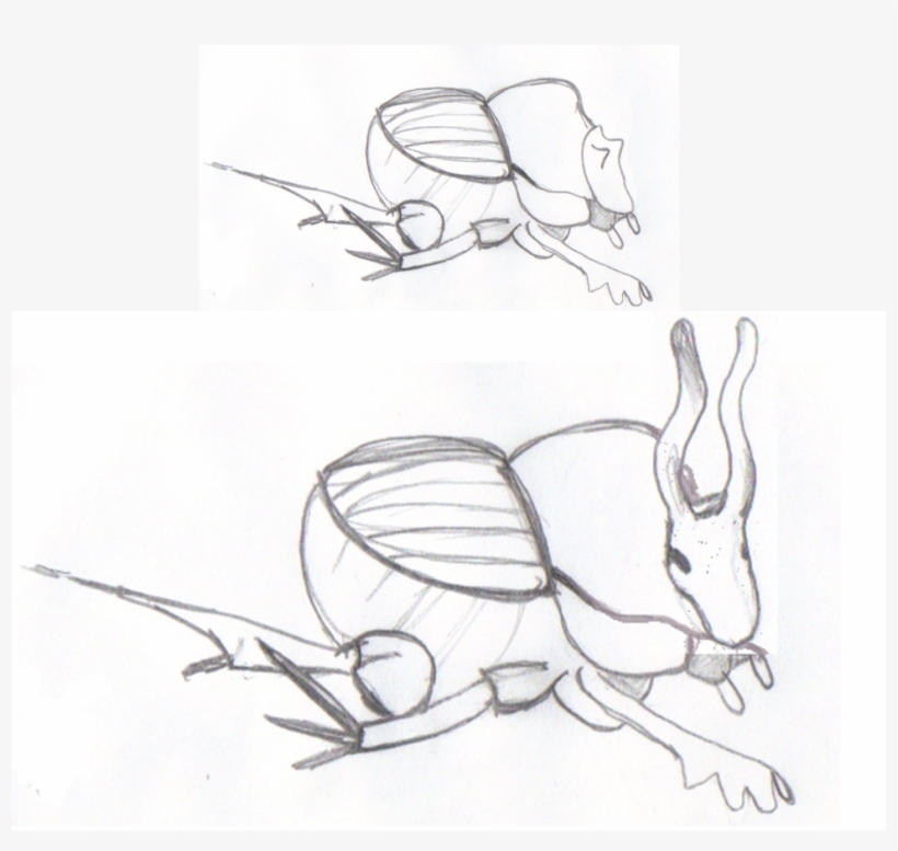Macho Con Cuernos Y Sin Cuernos De Escarabajo O - Phenotype, transparent png