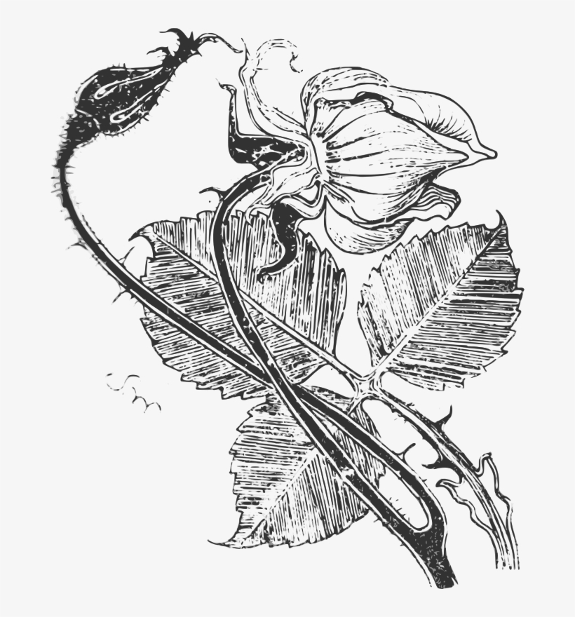 Rysunek W Stylu Secesyjnym, transparent png