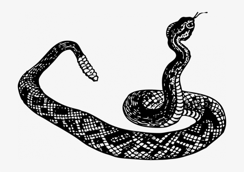 Snake - Rattlesnake Clipart Black And White, transparent png