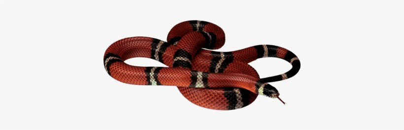 Red Black Snake - Coral Snake Clear Background, transparent png