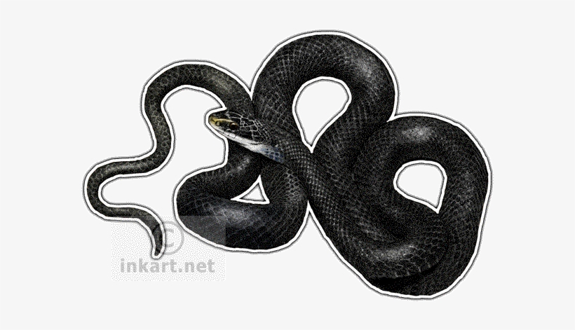 Svg Freeuse Download Wildlife Art Northern Snake Decal - Northern Black Racer Png, transparent png