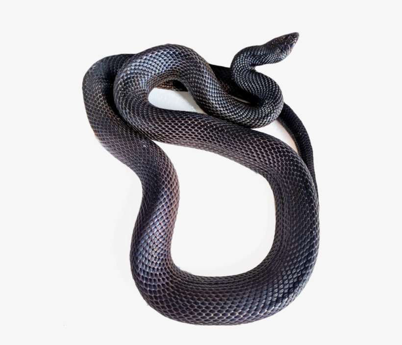 Currently We Are Working With Pine Snakes, Trans-pecos - Black Racer Snake Transparent, transparent png