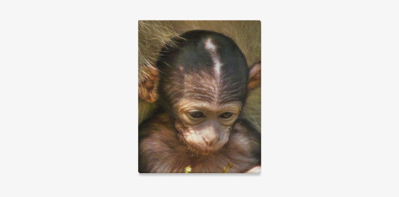 Sweet Baby Monkey Canvas Print - Cafepress Sweet Baby Monkey Cube Ottoman, transparent png