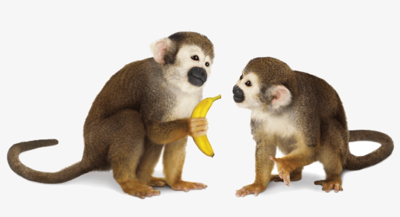 Telus Hand Me Down - Monkeys Png, transparent png