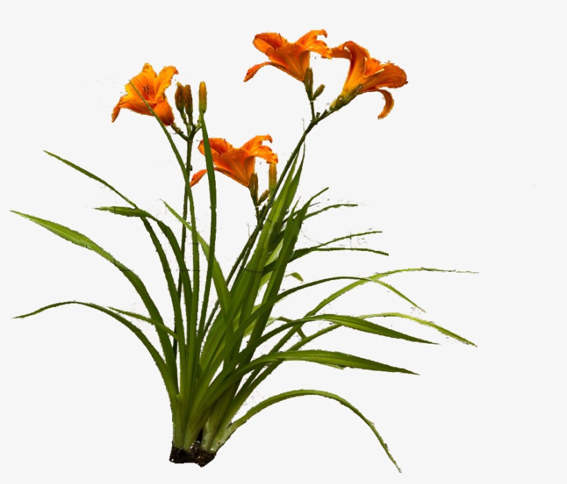 Visit - Orange Lily, transparent png
