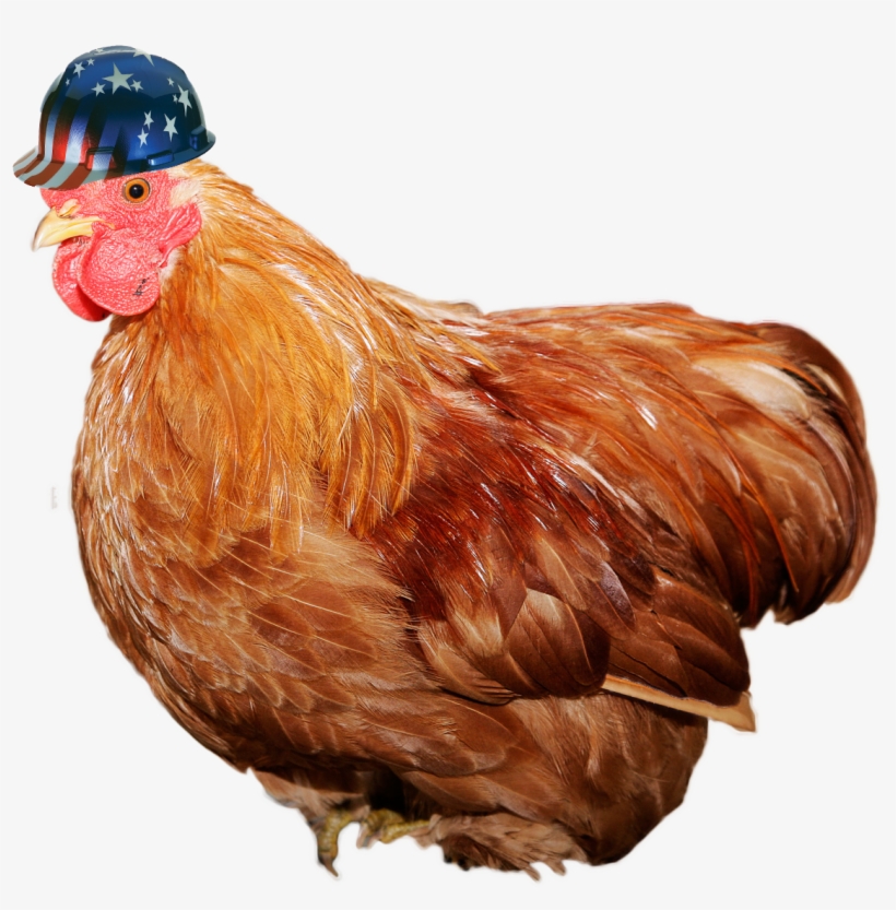 Chicken Wearing An American Flag Hard Hat Aka Safety - Chicken Diseases Help - A Quick Guidebook On Chicken, transparent png