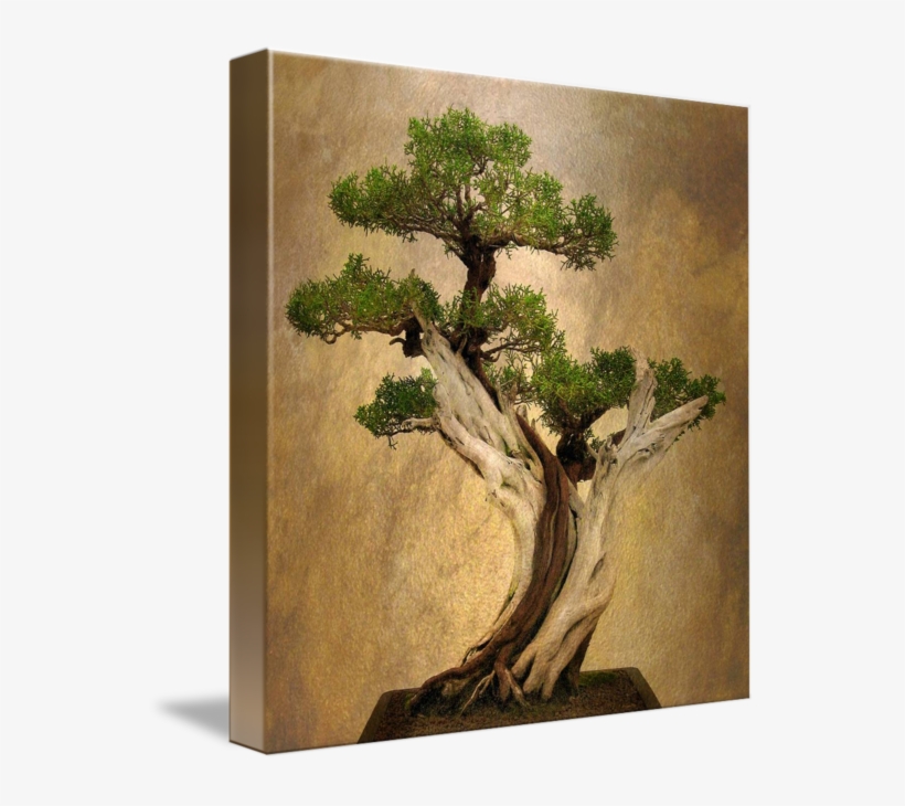 Picture Freeuse Stock Asian By Jessica Jenney - Canvas Print, transparent png