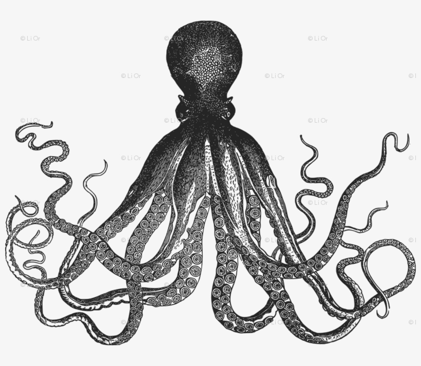 Image Transparent Oranges Clipart Octopus - Kraken Black And White, transparent png