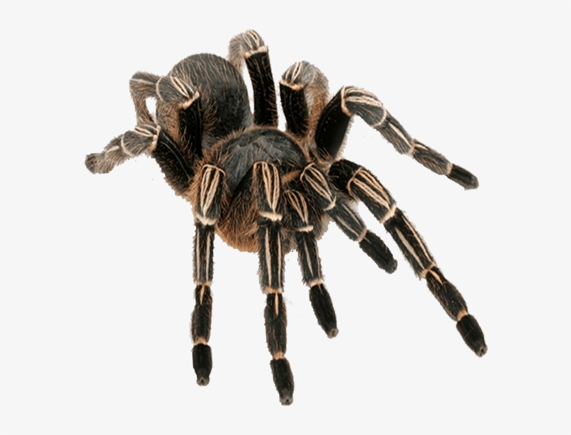 Tarantula Png, transparent png