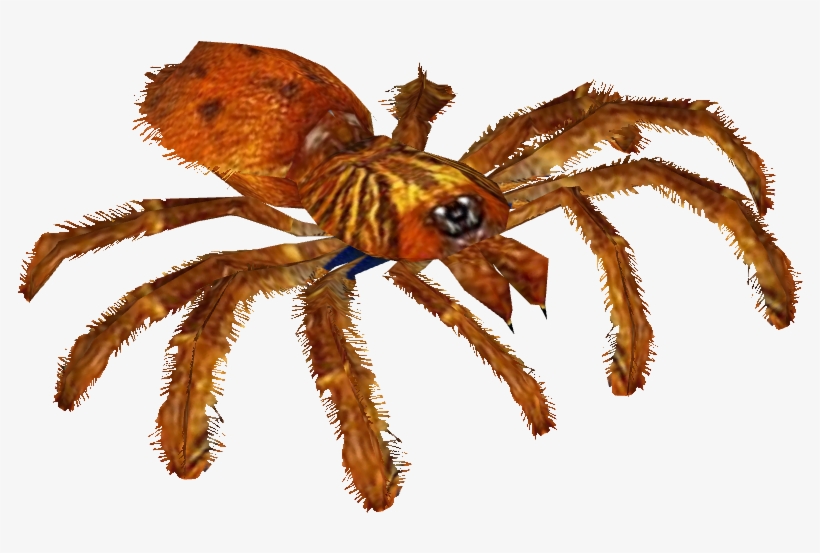 Orange Baboon Tarantula - Tarantula, transparent png