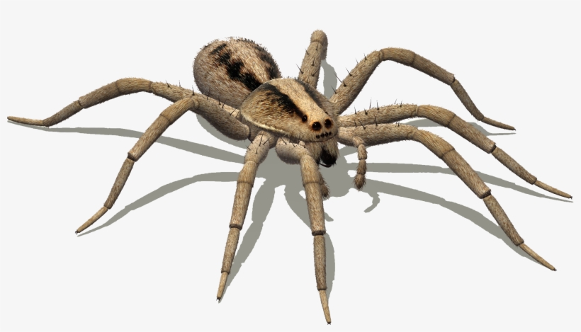 Wolf Spider Png, transparent png