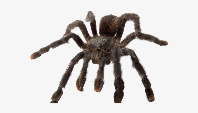 'ye Olde Arachnarium' - Spider, transparent png