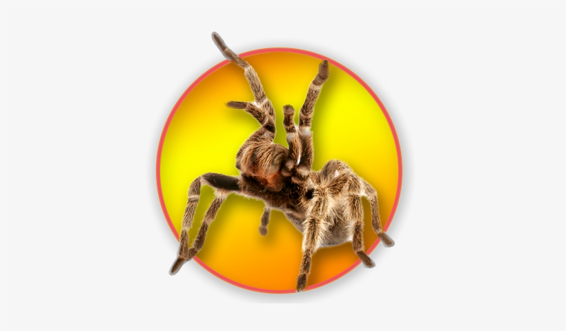 Tarantula, transparent png