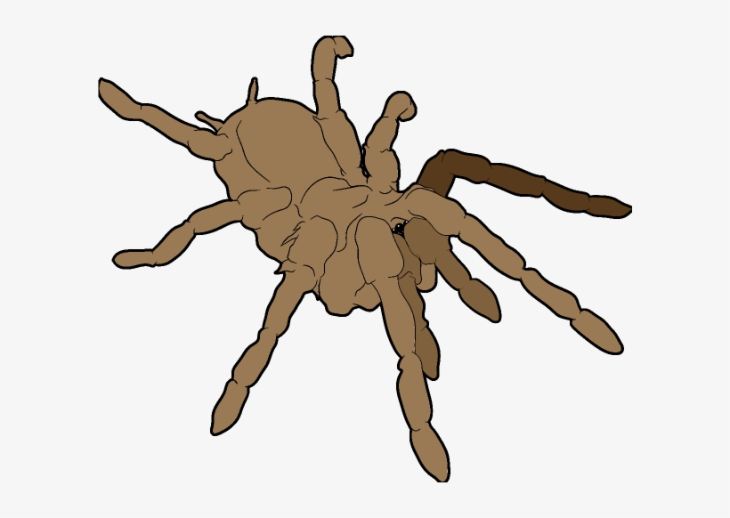 Small - Chaveiro Do Tarantula, transparent png