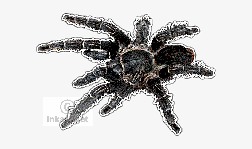 Costa Rican Zebra Tarantula Art Decal - Tarantulas Of The World Greeting Card, transparent png