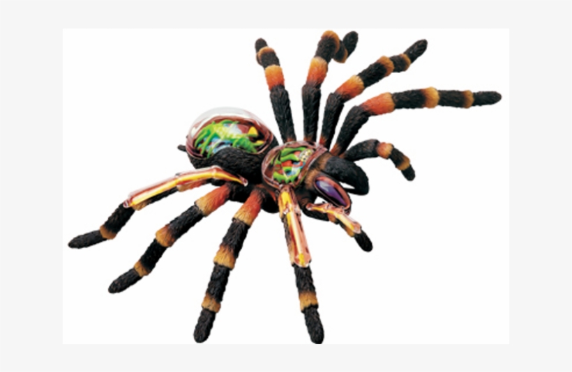 Tarantula Spider Anatomy Model - 4d-vision Tarantula Spider Anatomy Model, transparent png