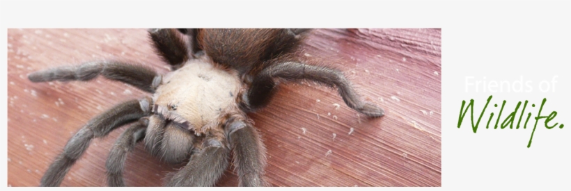 Friends Of Wildlife Refuge - Wildlife Refuge, transparent png