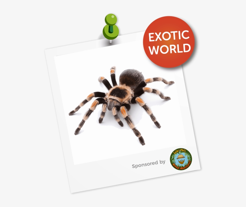 Our Areas Fpsadmin 2018 08 10t15 - Tarantula, transparent png
