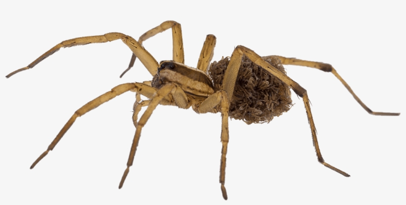 So Unless You Have The Proper Products, The Proper - Common Spiders In Uae, transparent png