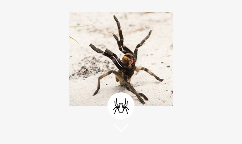 Other Arthropoda - Araneus Cavaticus, transparent png