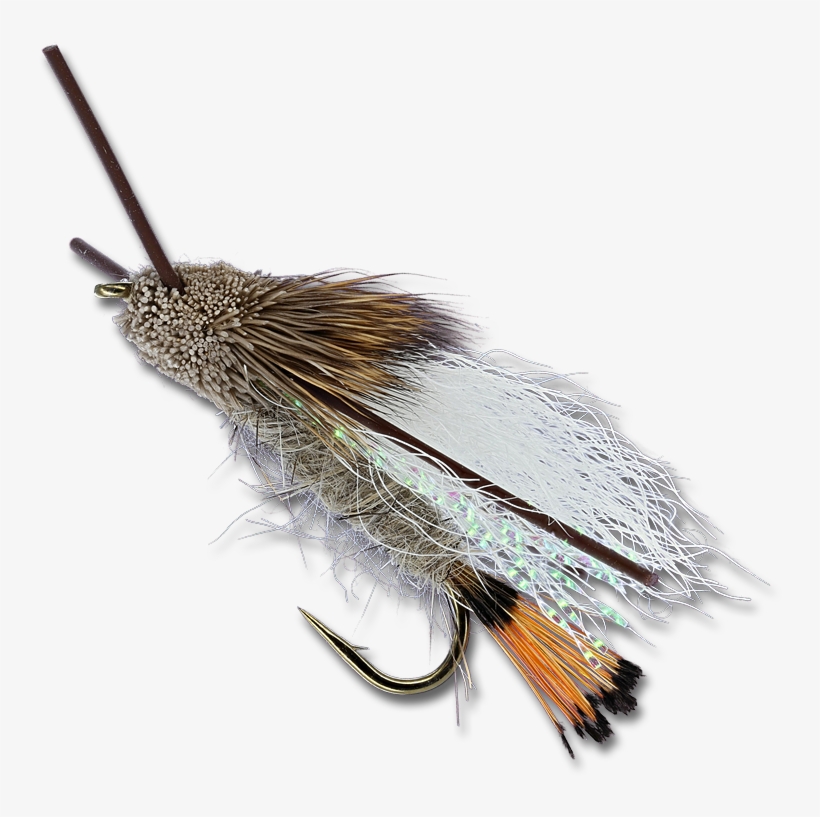 Turck's Tarantula - Tan - Insect, transparent png