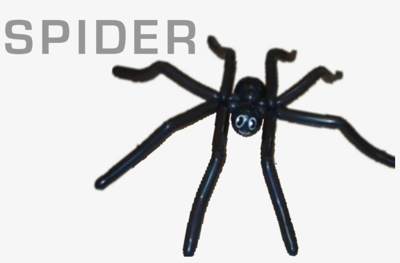 Balloons - Araneus Cavaticus, transparent png