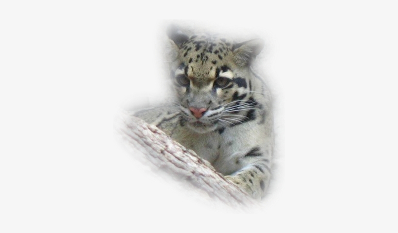 Young-wildcat - Young Wildcat 5'x7'area Rug, transparent png