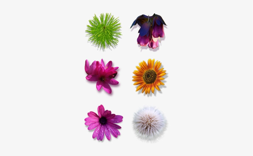 Search - Flower Icons, transparent png
