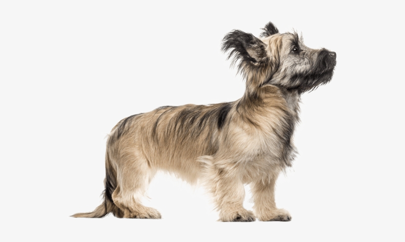 Appearance Of Skye Terrier - Skye Terrier, transparent png