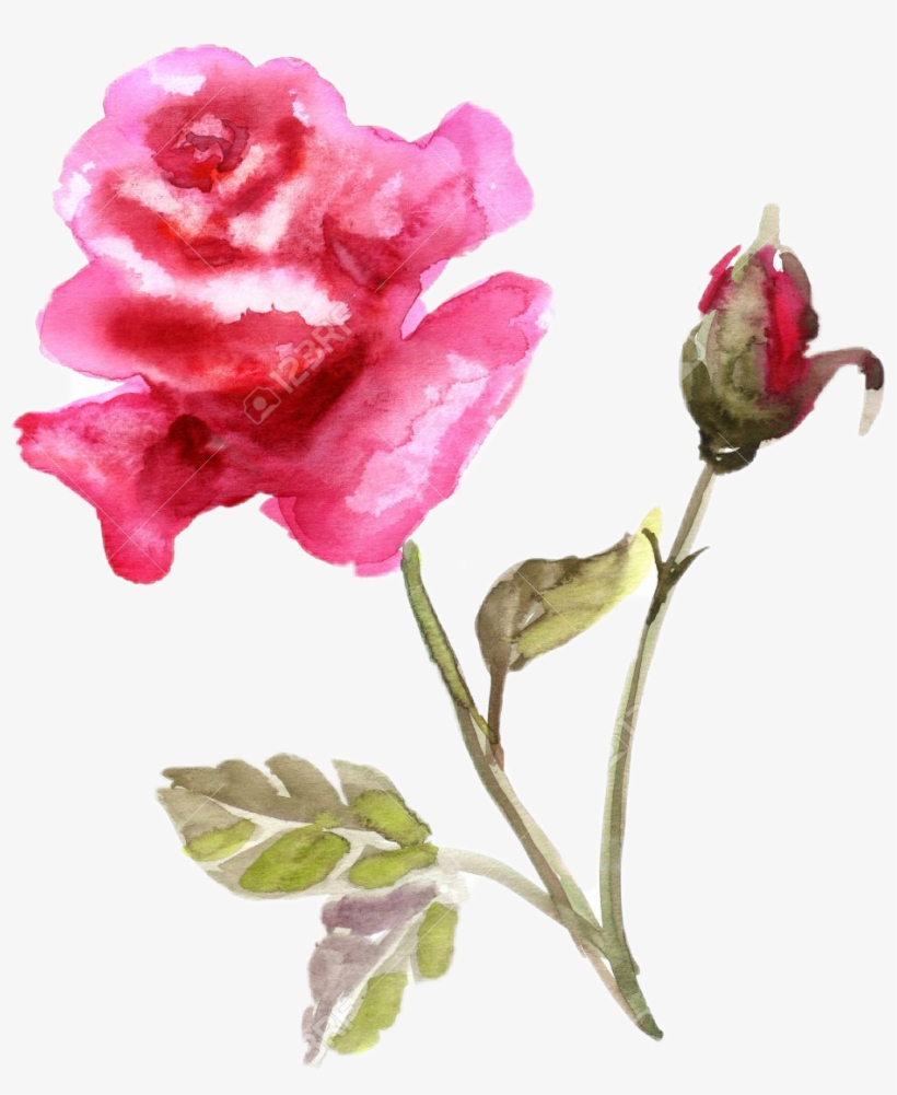 Rose, transparent png