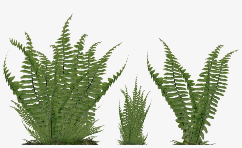 Fern Png Svg Freeuse Stock - Ground Plant Png, transparent png