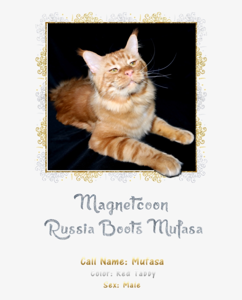 Mufasa - Maine, transparent png