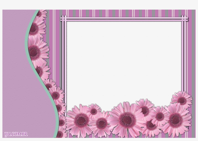 African Daisy, transparent png