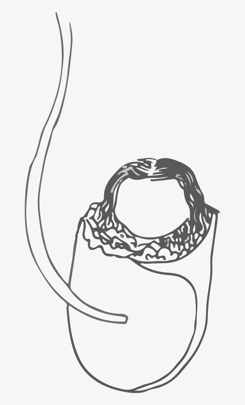 I Originally Didn't Want To Draw And Just Use Photo - Infant, transparent png
