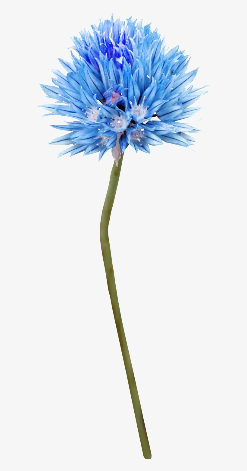 Transparent Blue Thistle Png, transparent png