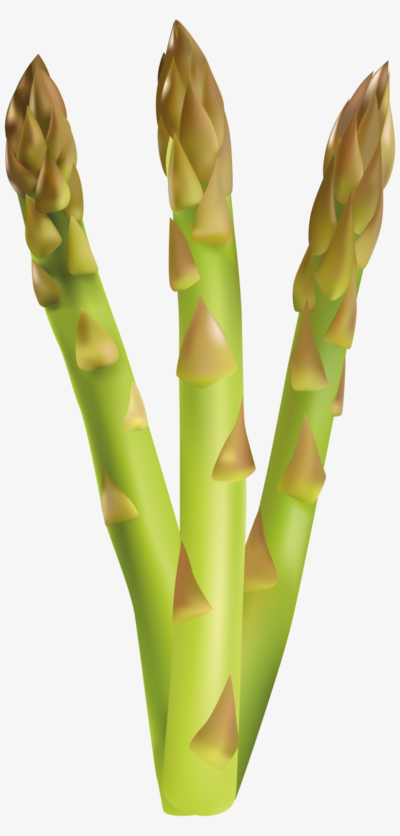 Asparagus Clipart, transparent png