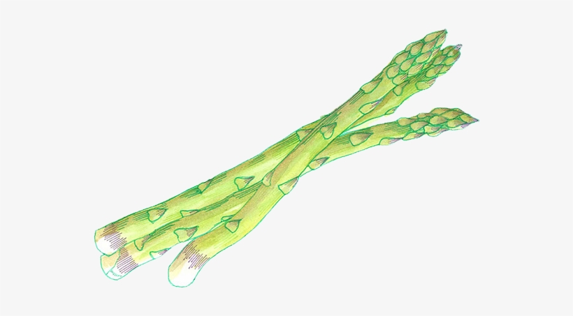 Asperers - Illustration, transparent png