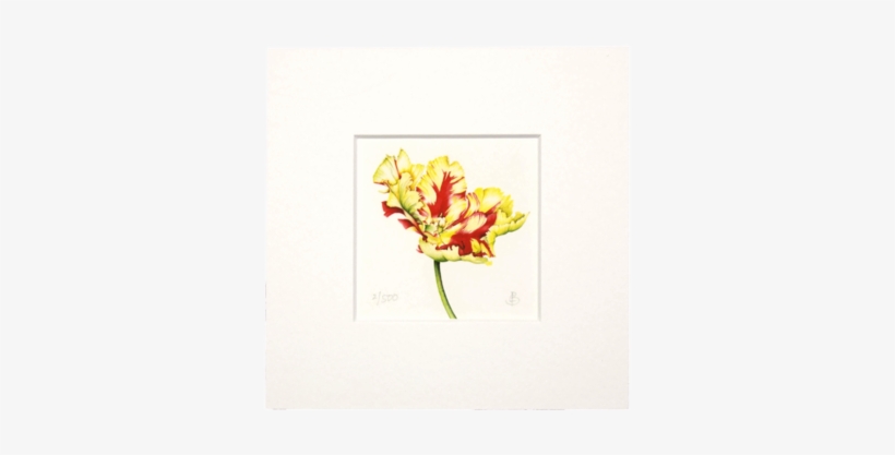Peruvian Lily, transparent png