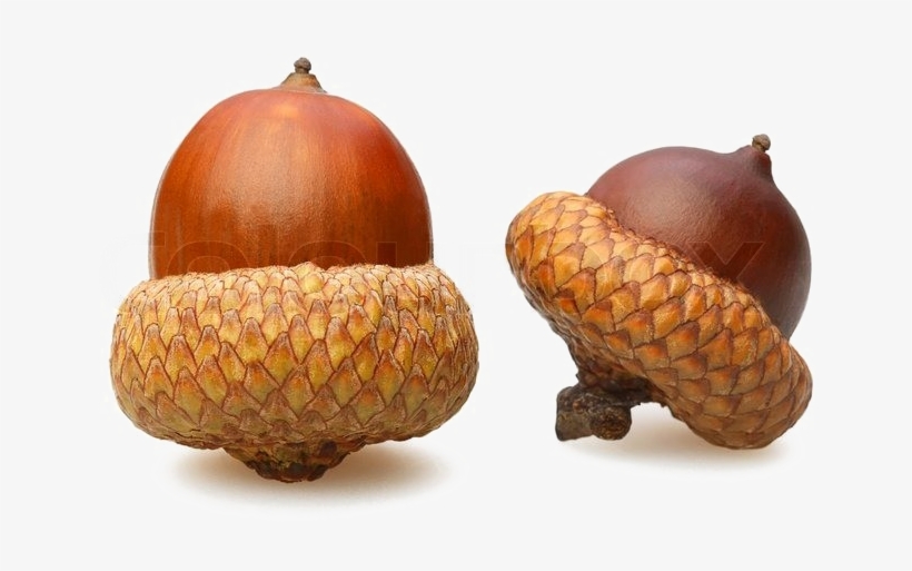 Acorn Png Download Image - Acorns With White Background, transparent png