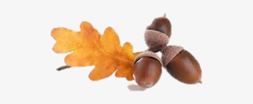 Acorn Png Fruit - Acorns, transparent png