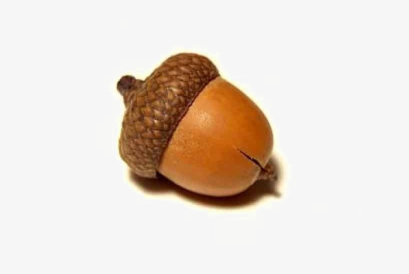 Acorn Png Pic - Round Acorn, transparent png