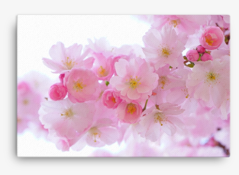 Japanese Cherry Trees Canvas - Cherry Blossom Pink Flower, transparent png