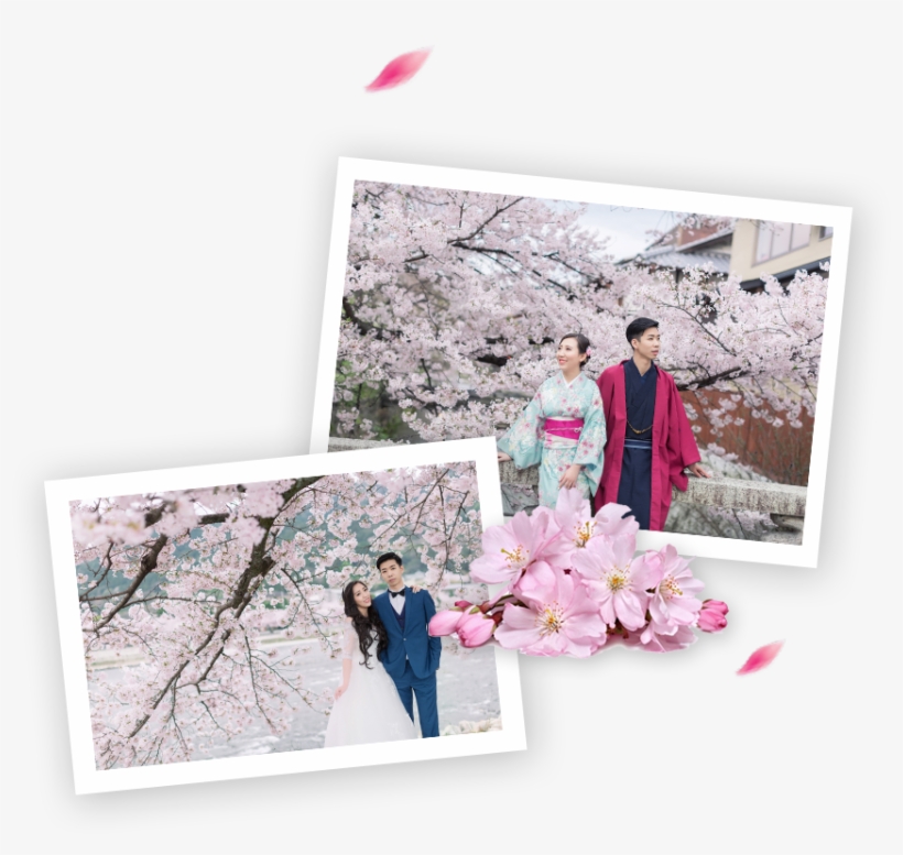 Best Cherry Blossoms Spots In Japan - Enther Bath Bombs Gift Set, 6 Pack Large Size (3.18, transparent png