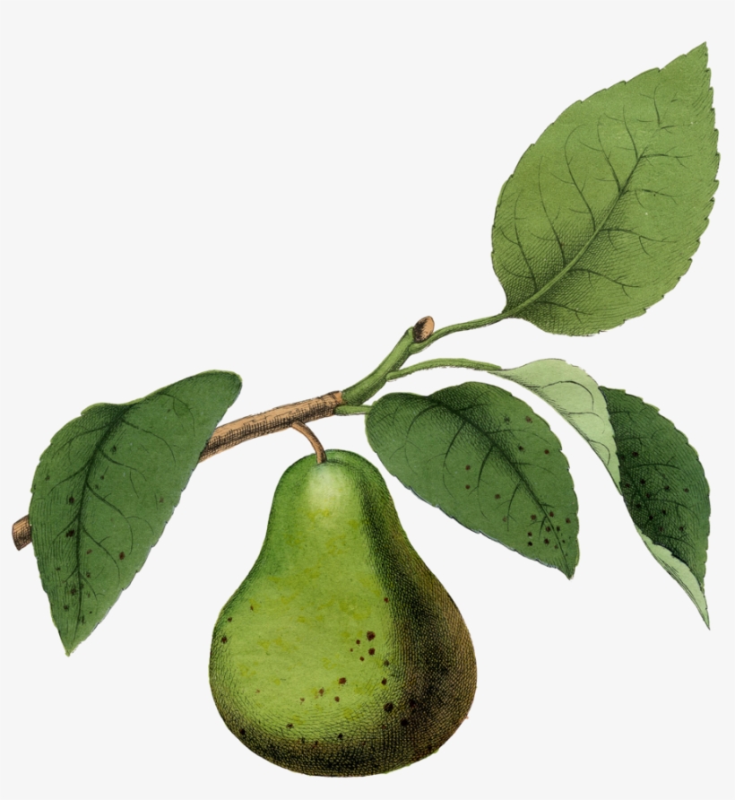 Kitchen Fruits Iv, 24x18in - Giclee Painting: Fruit, 24x16in., transparent png
