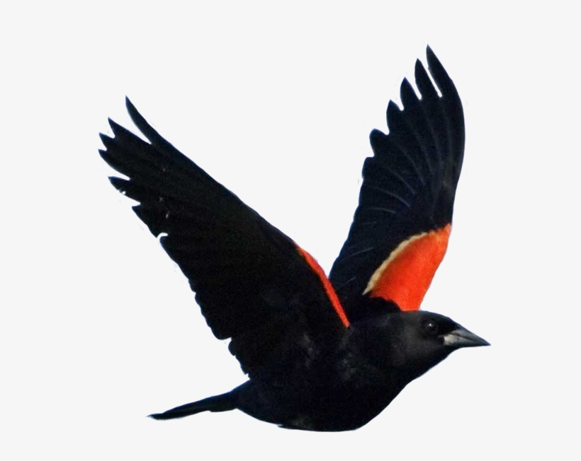 Blackbird - Red-winged Blackbird, transparent png