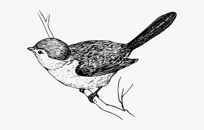 Bird On Branch Drawings, transparent png